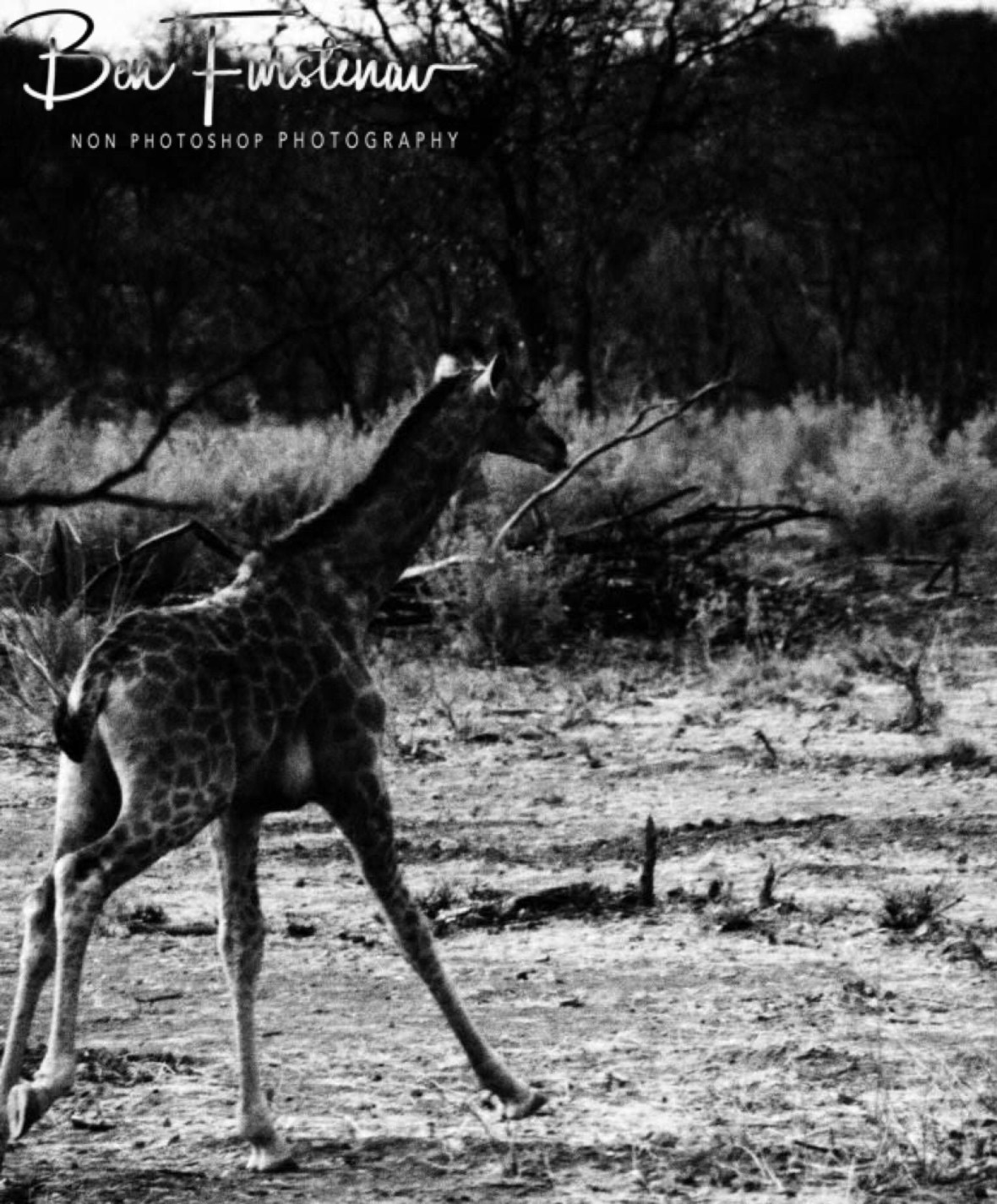 Young giraffe running for cover, Sophienhof, Outjo, Namibia