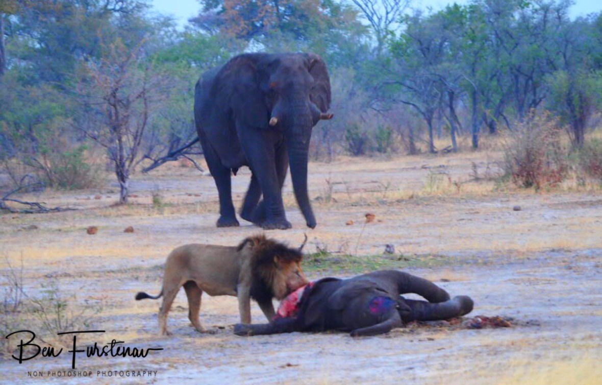 A large elephant bull passes by, Khaudum National Park, Namibia