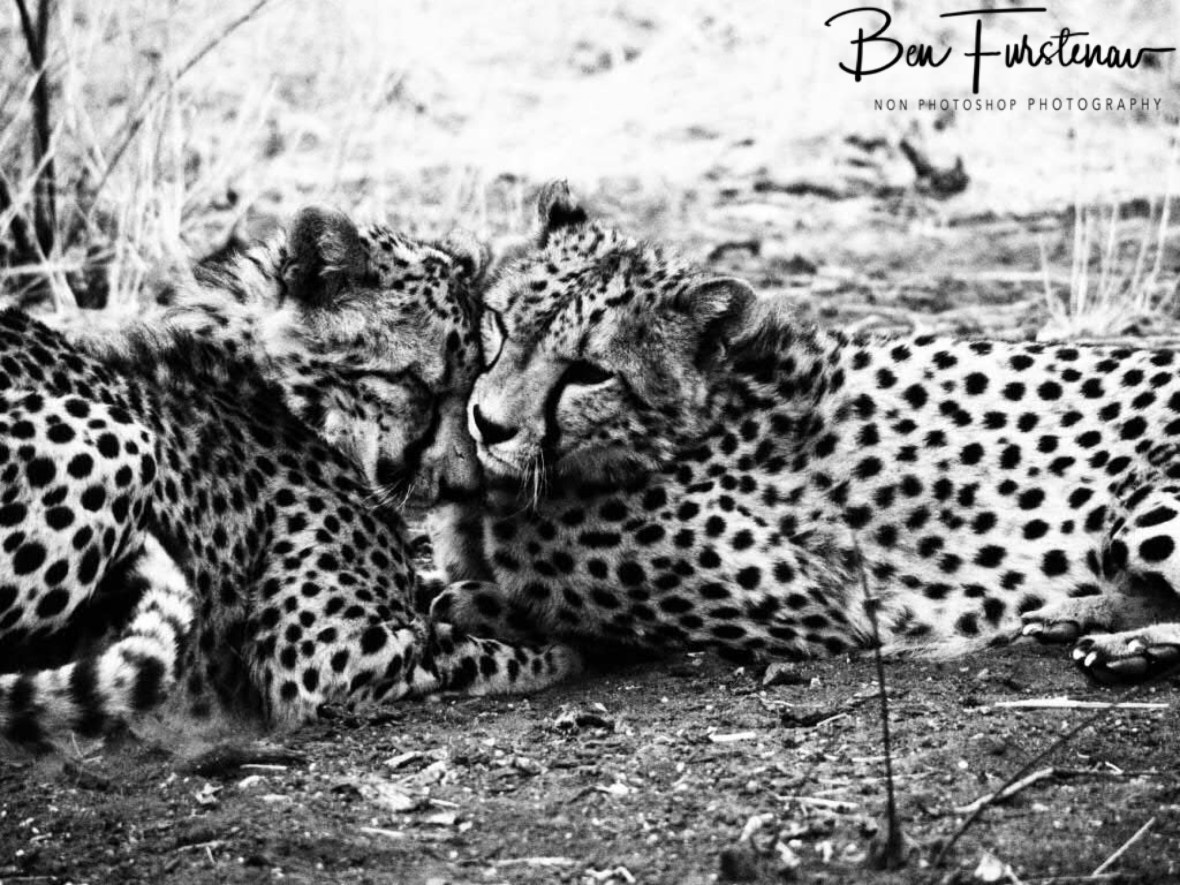Kitty and Kibi, Sophienhof, Outjo, Namibia