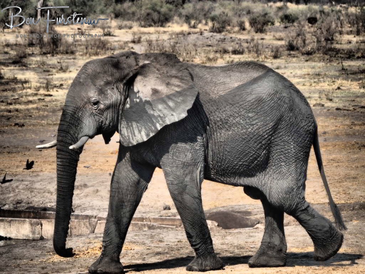 The unfortunate ones bum sticking out, Khaudum National Park, Namibia