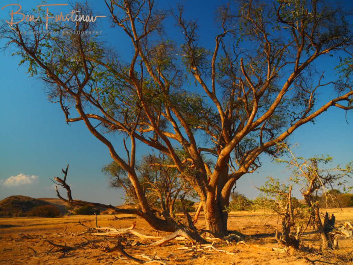 Spectacular mix off lush and greens, Damaraland, Namibia