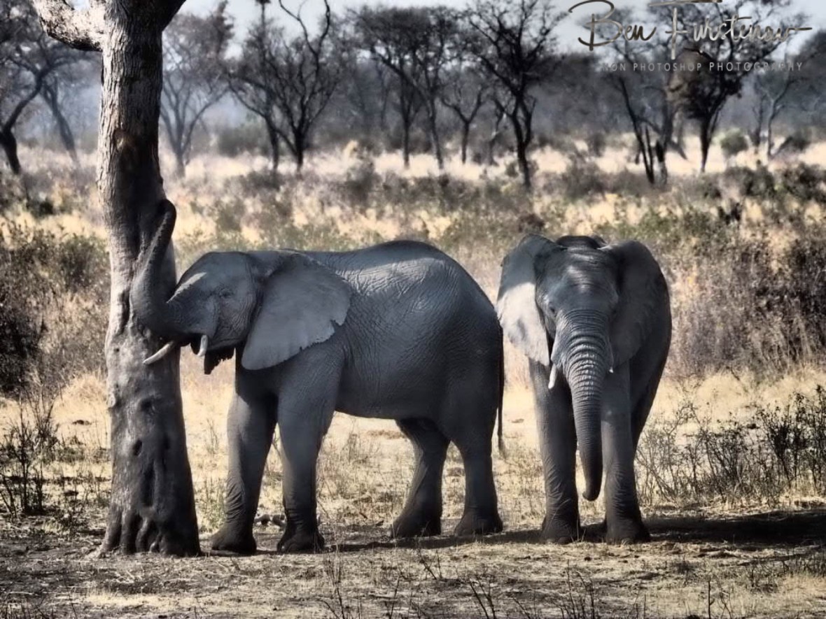 Holding on, others don’t know how to comfort, Khaudum National Park, Namibia