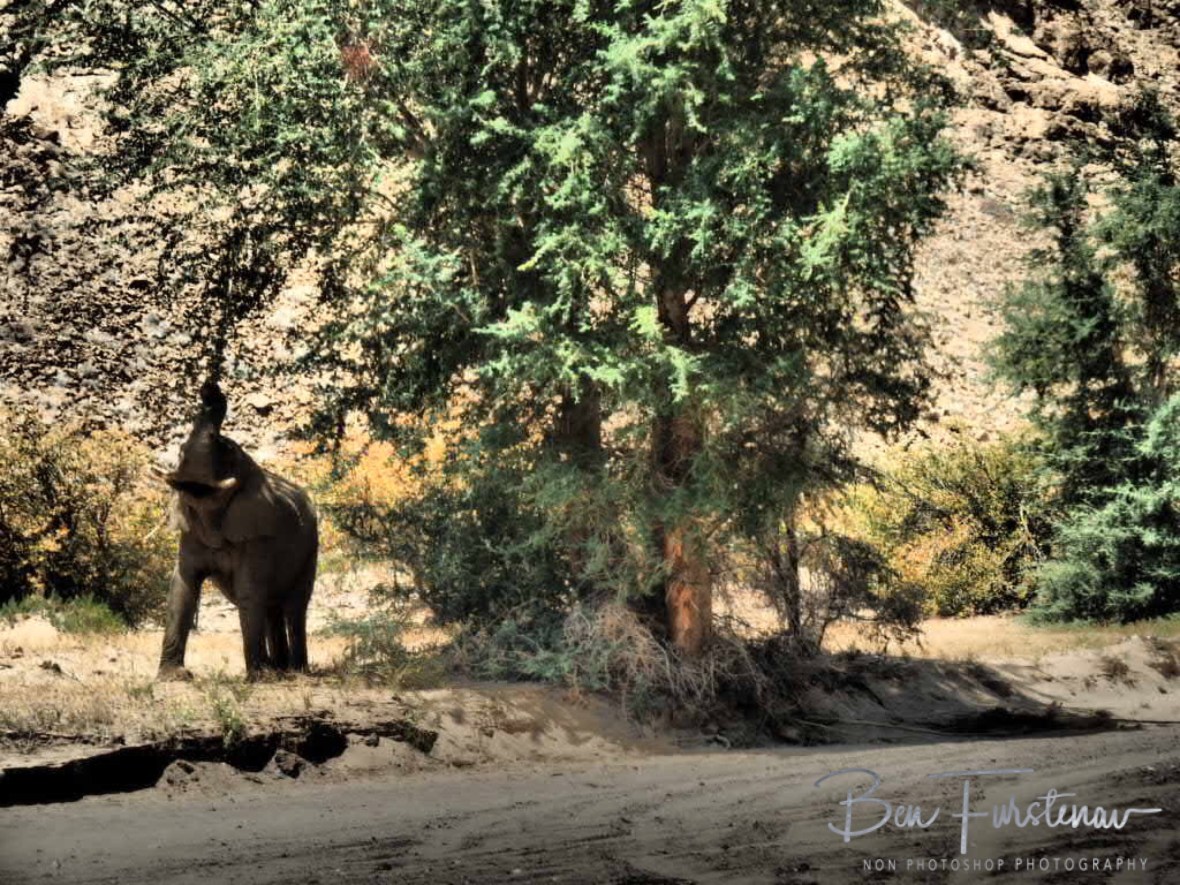 Freshest greens are hard to come by, Damaraland, Namibia