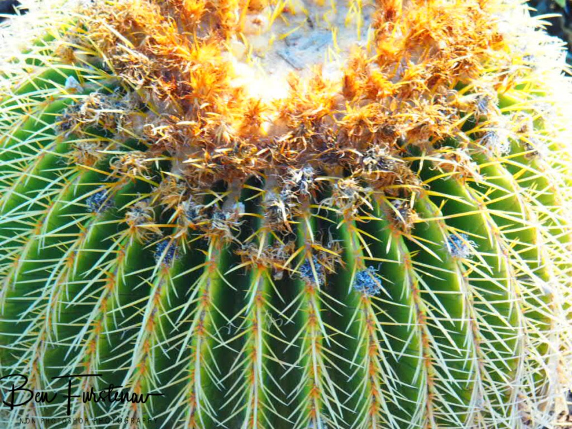 Tiny flowers go round and round, Brandberg Mountains, Namibia