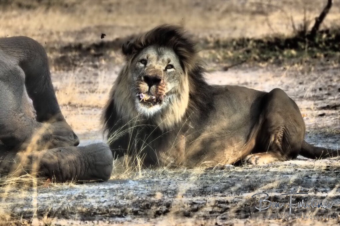 The feast began, Khaudum National Park, Namibia