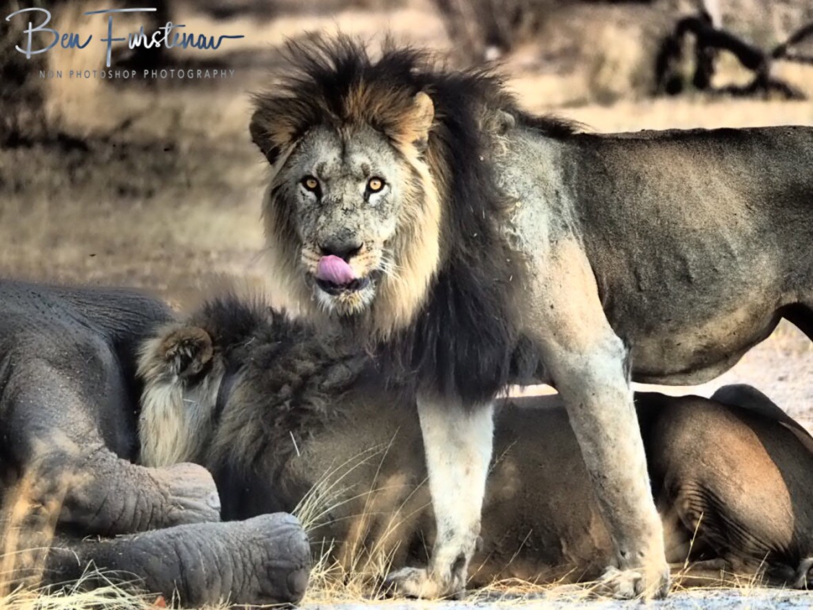 Yummy, Khaudum National Park, Namibia