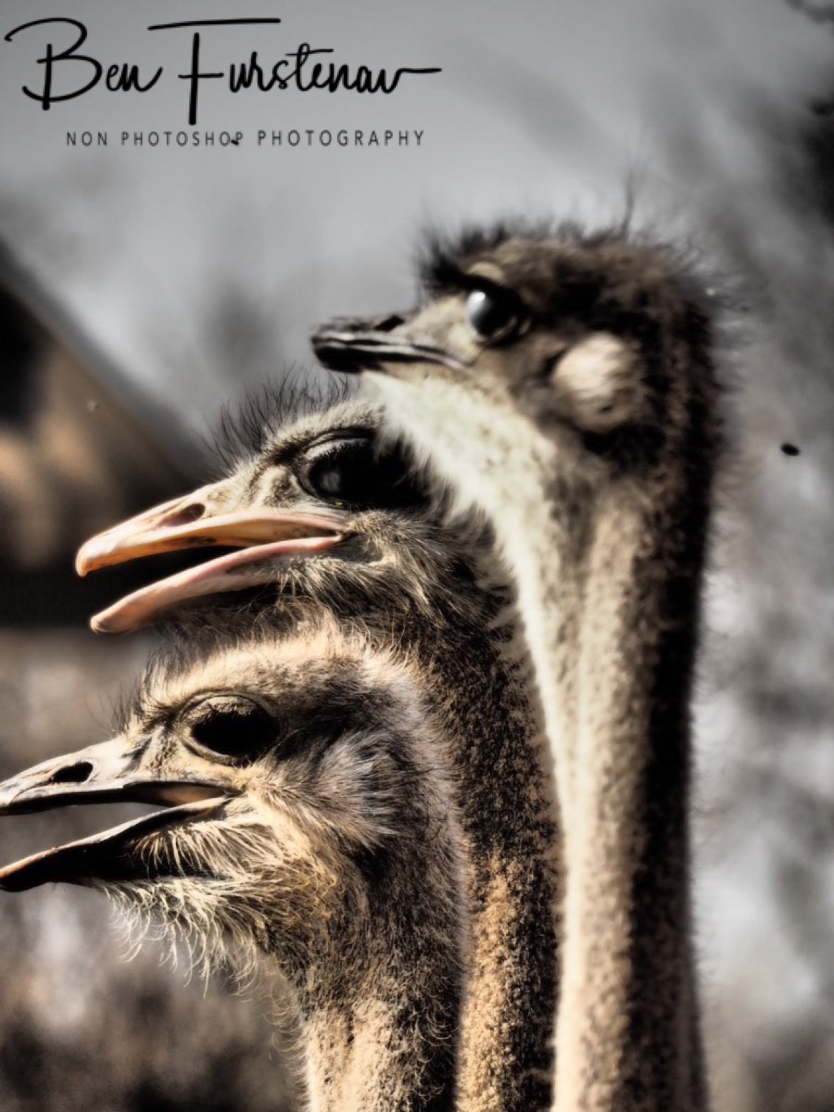 What shall I do?, Oppi Koppi, Kamanjab, Namibia