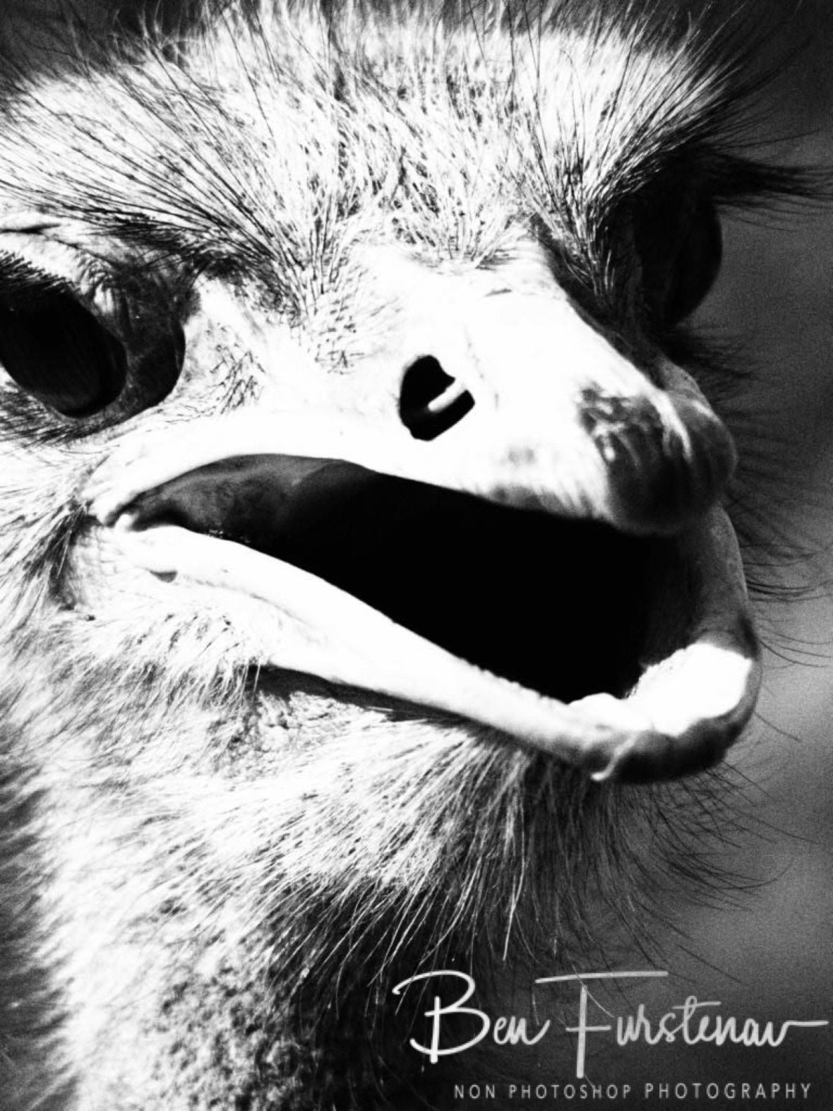 African chicks rule!, Oppi Koppi, Kamanjab, Namibia