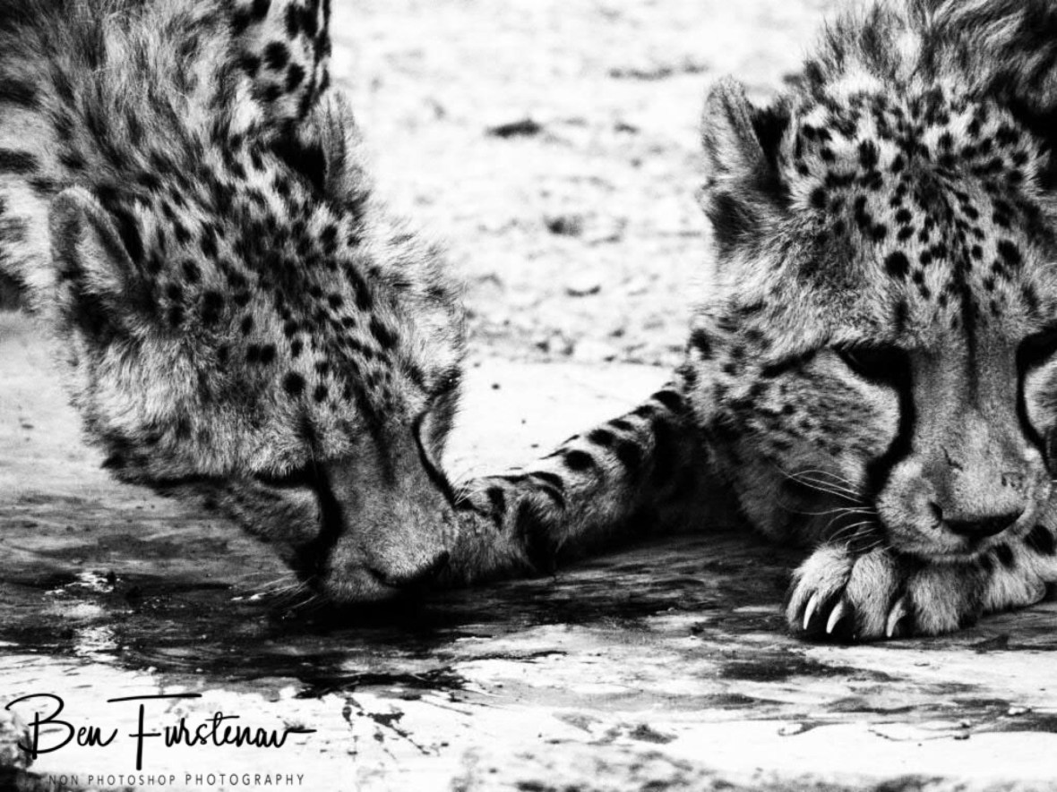 Licking the blood off, Sophienhof, Outjo, Namibia