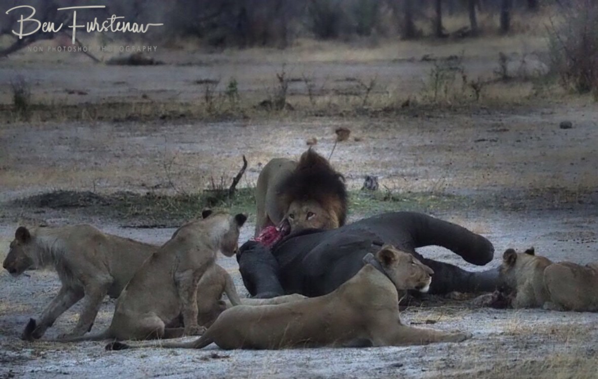 Not happy, Jen!, Khaudum National Park, Namibia