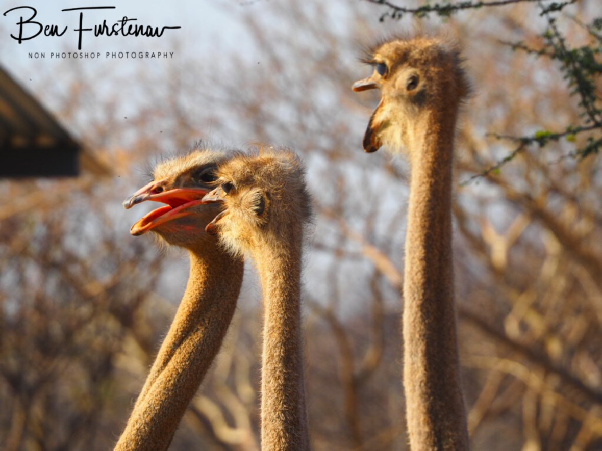 Let’s prepare the welcome dance, Oppi Koppi, Kamanjab, Namibia