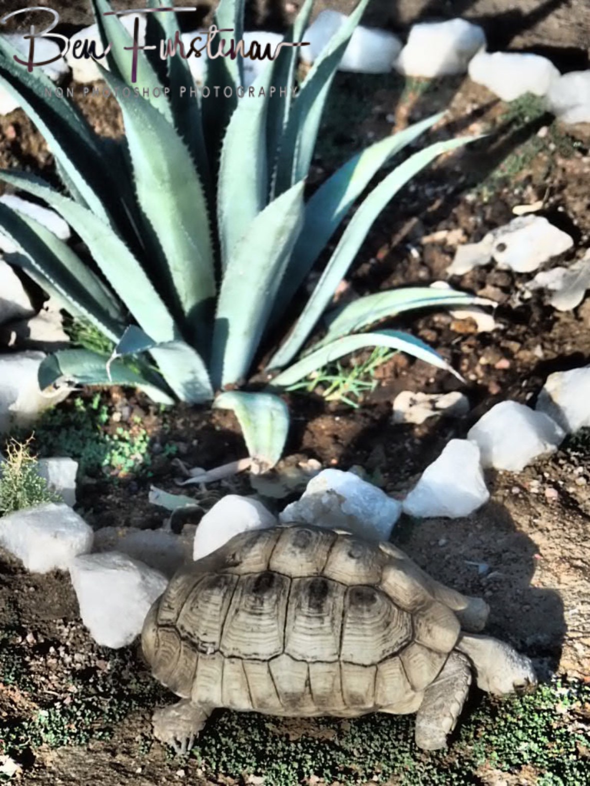No cactus garden without a tortoise, Brandberg Mountains, Namibia