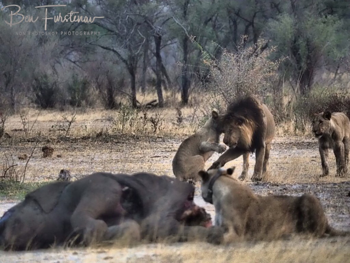 A cute welcome, Khaudum National Park, Namibia