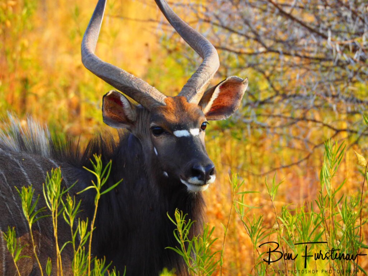 Great colourful photo, Sophienhof, Outjo, Namibia