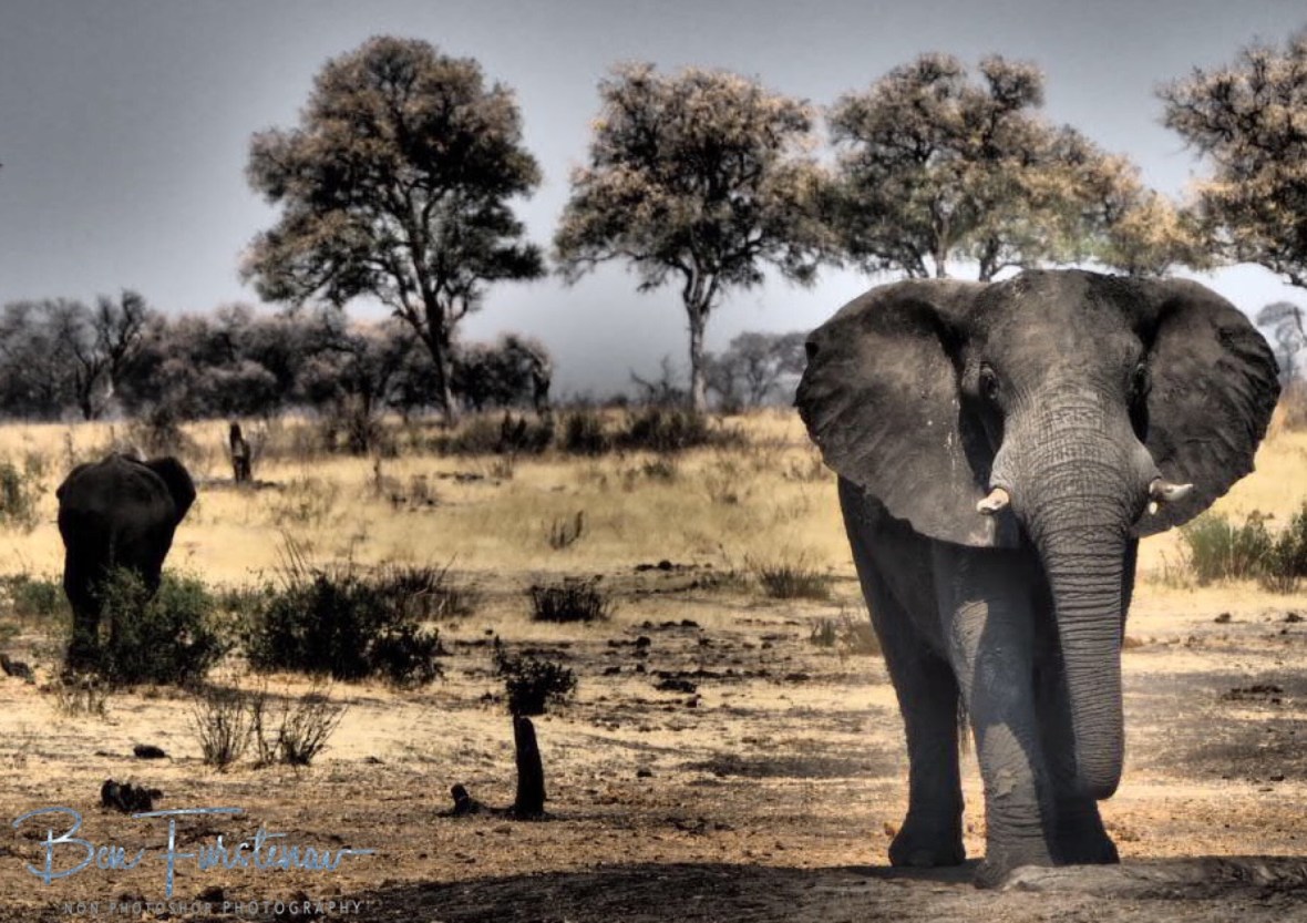 Dramatic scenario at ‘Leeupan Waterhole’, Khaudum National Park, Namibia