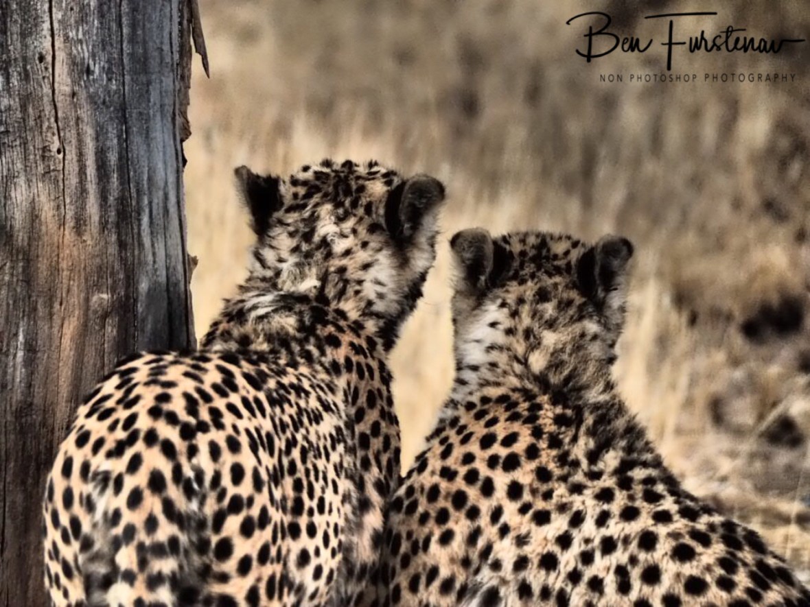 Hopefully looking towards a brighter future, Sophienhof, Outjo, Namibia