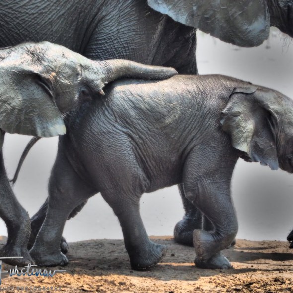 Elephant youngster are very touchy, Khaudum National Park, Namibia