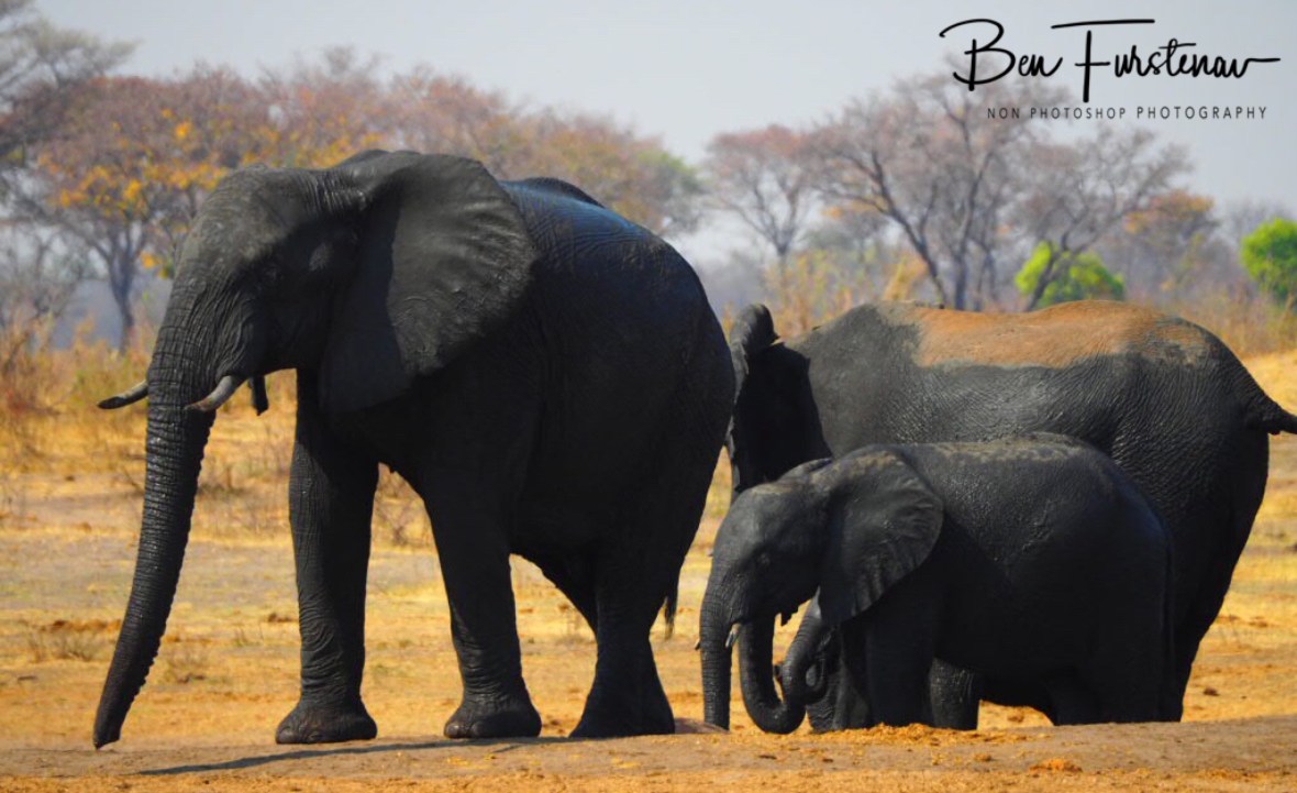 He eventually moves on, Khaudum National Park, Namibia
