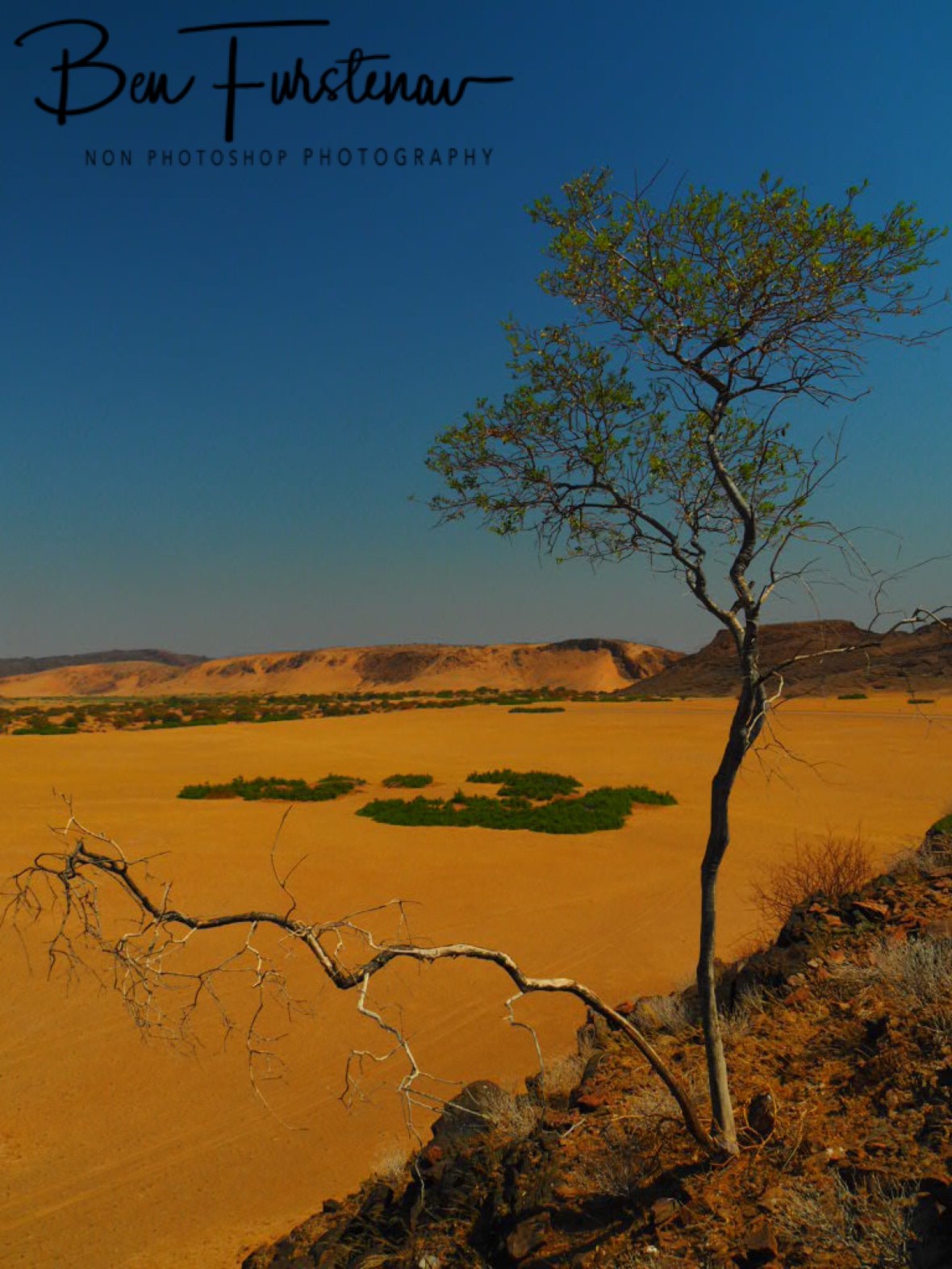 Spine lone tree growing on rocks, Damaraland, Namibia