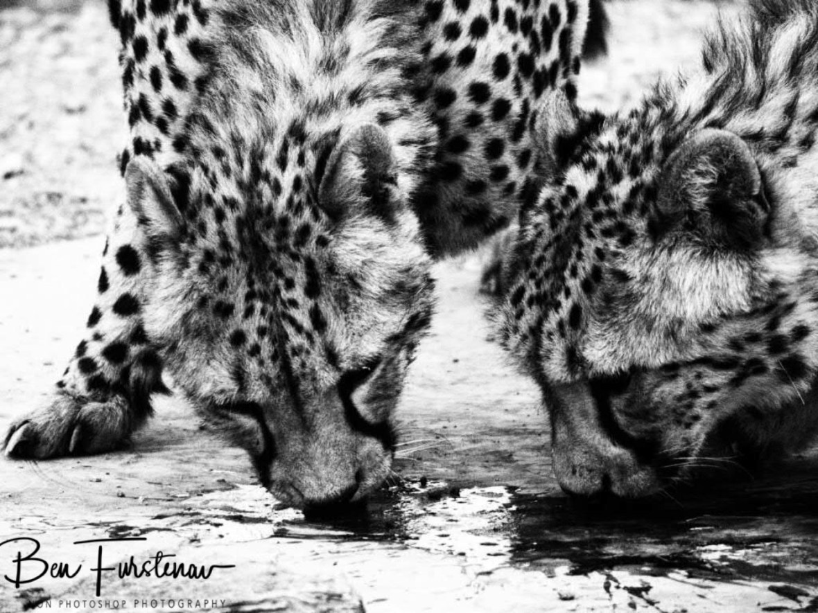 Tasty!, Sophienhof, Outjo, Namibia 