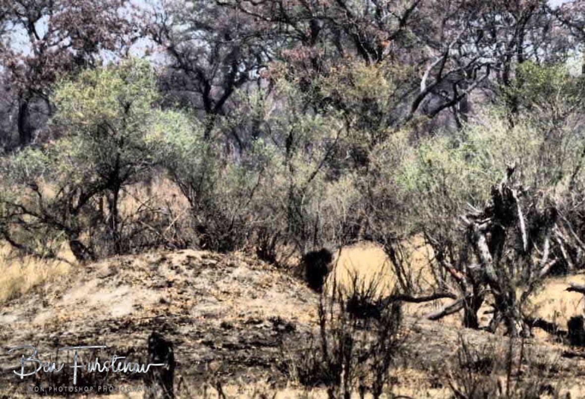 The lion king emerging, Khaudum National Park, Namibia