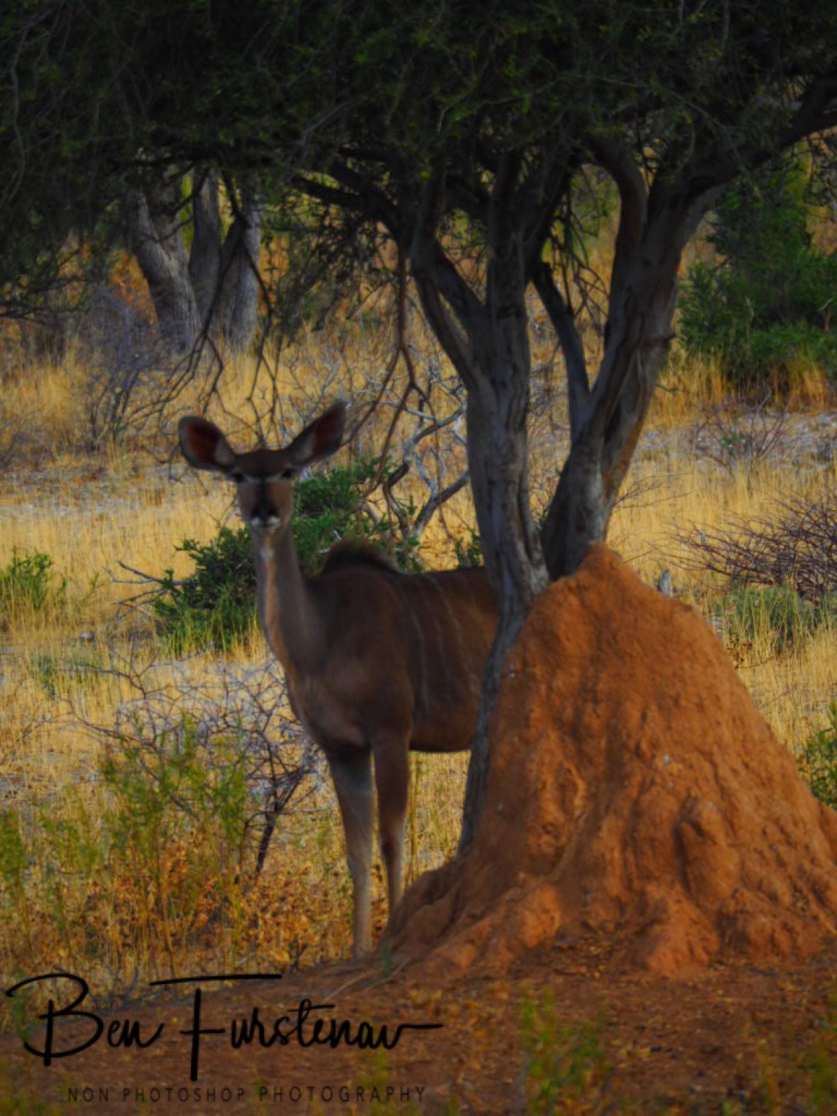 Kudu’s curious looks, Sophienhof, Outjo, Namibia 