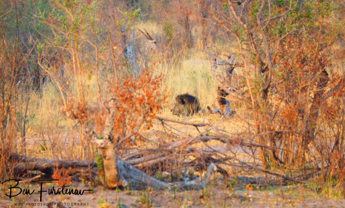 Lion king undetected by the Eland, Khaudum National Park, Namibia 