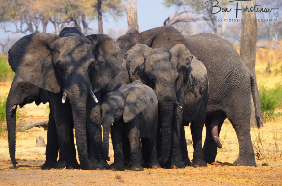 Elephant waiting station, Khaudum National Park, Namibia