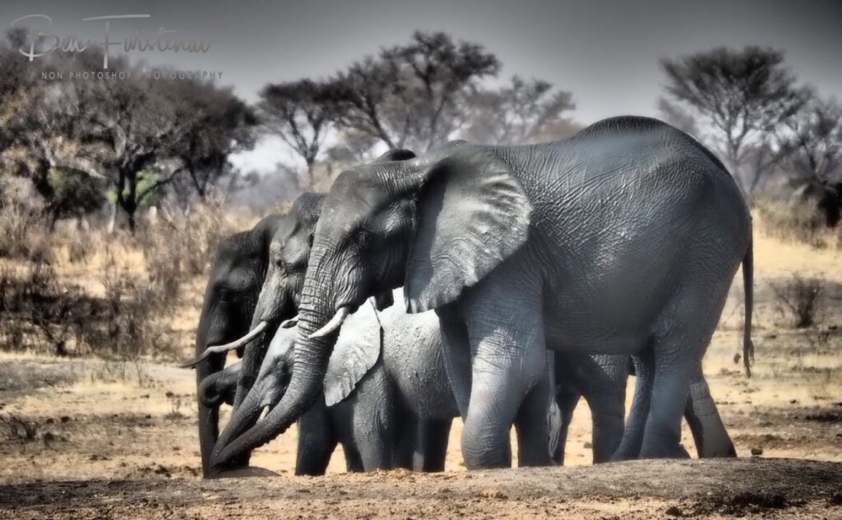 Still in touch, Khaudum National Park, Namibia