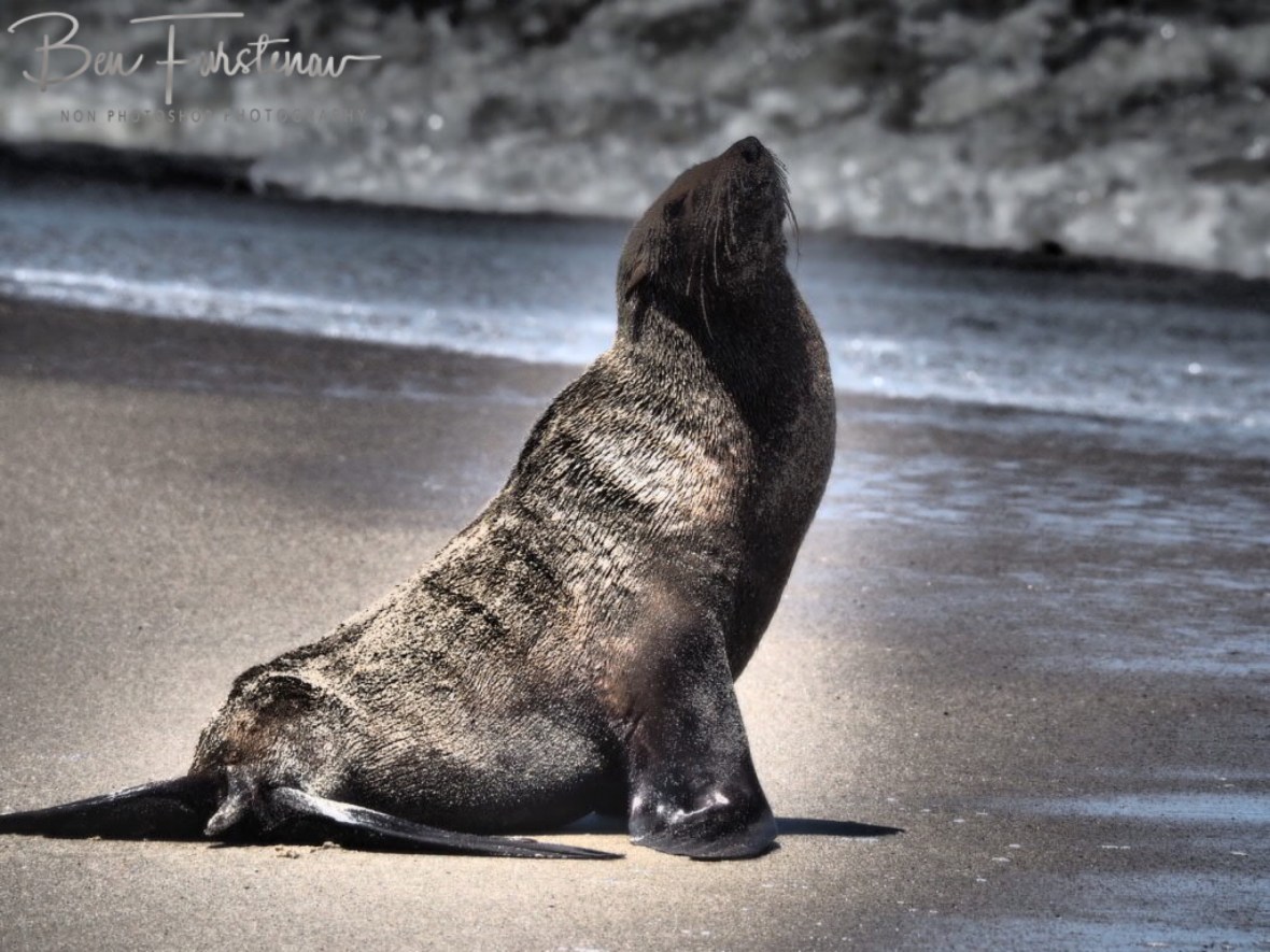 Seal off approval, Henties Bay, Namibia