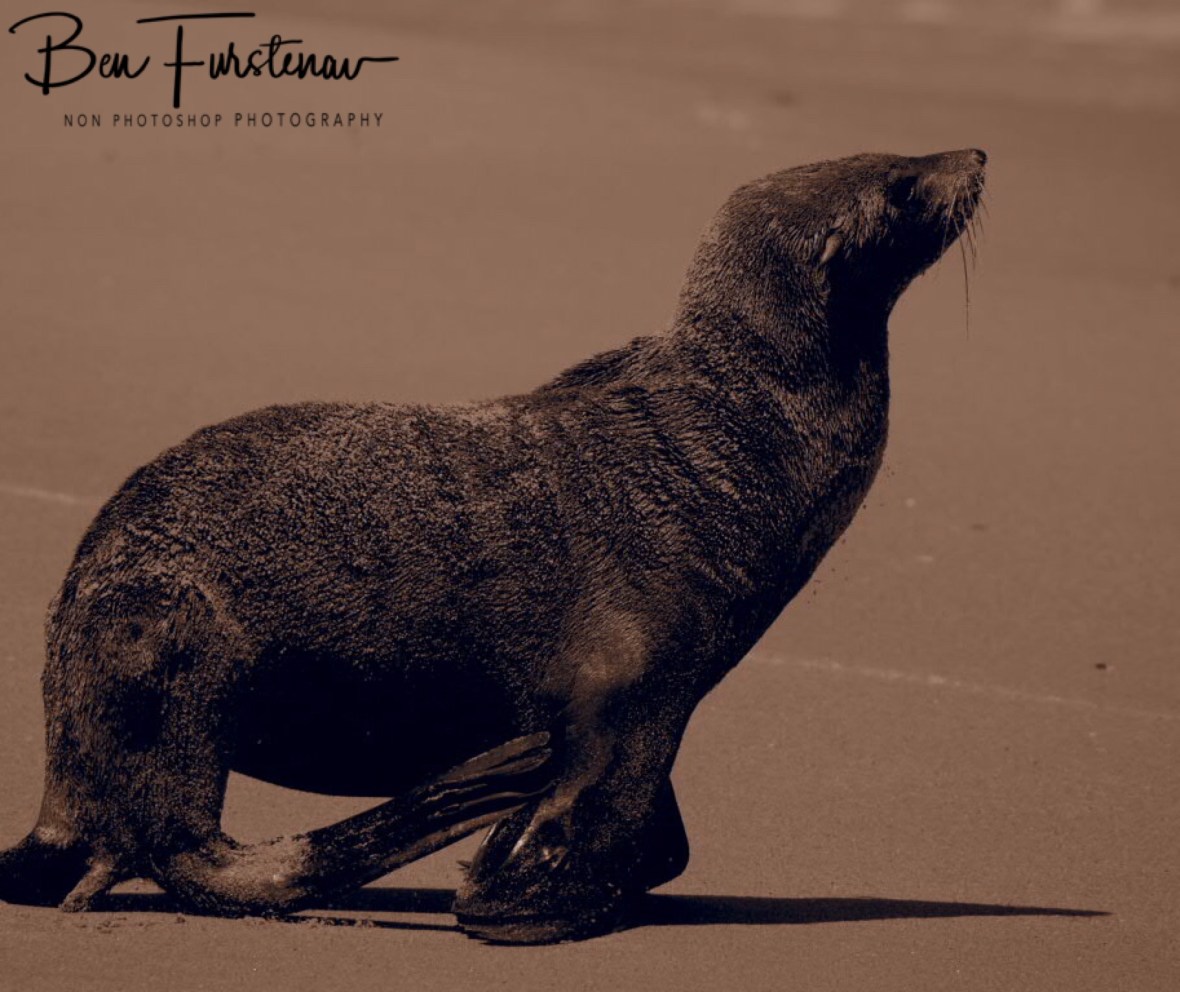 Seal on the move, Henties Bay, Namibia