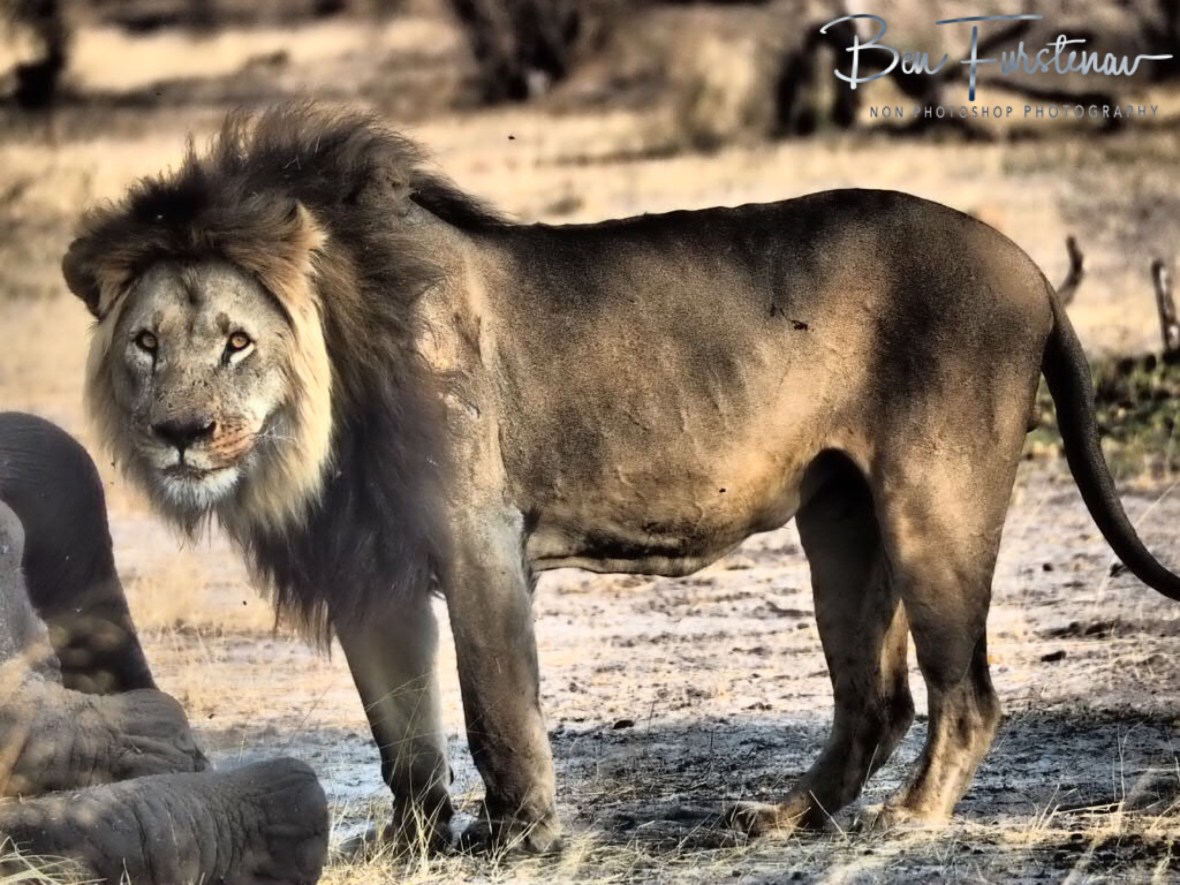 Not sure what to make of us, Khaudum National Park, Namibia