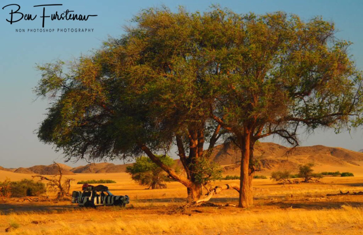 Tall tree shade, Damaraland, Namibia