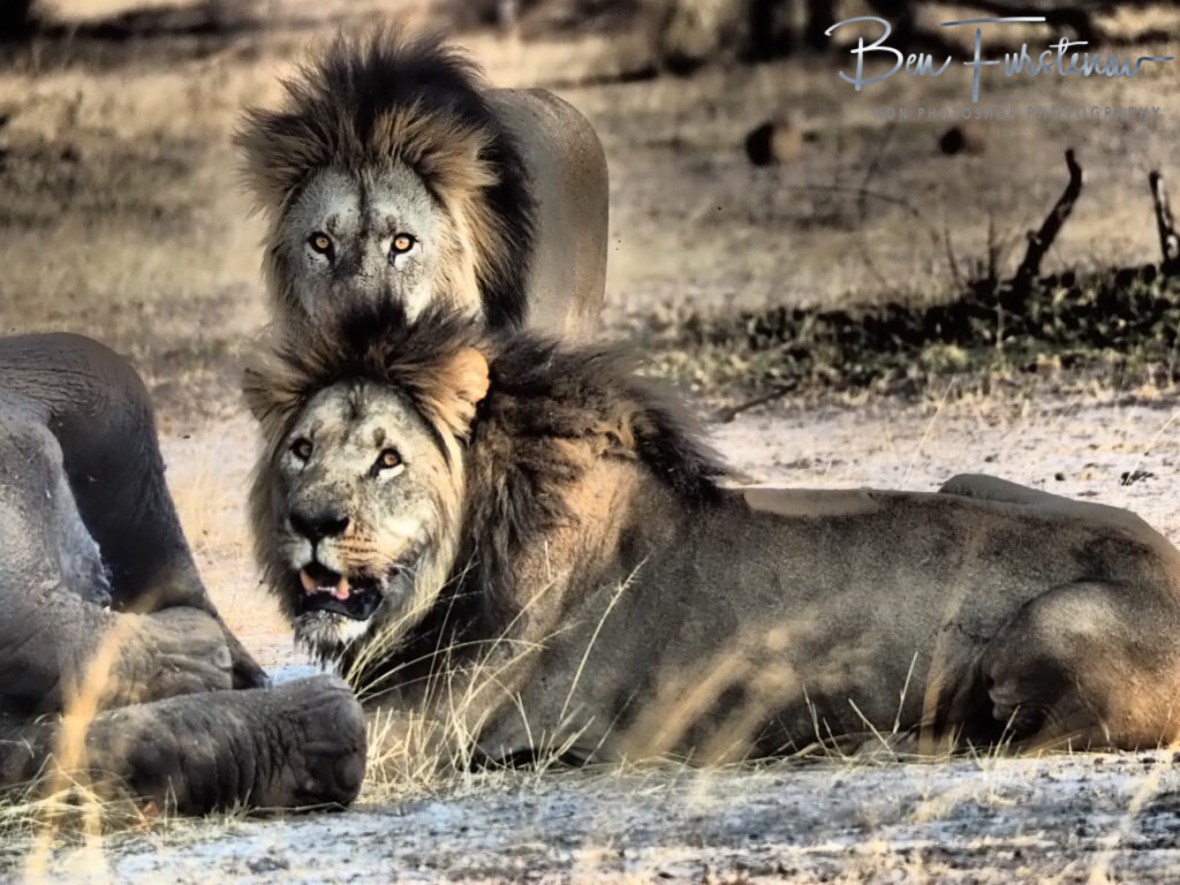 Lion Double, Khaudum National Park, Namibia