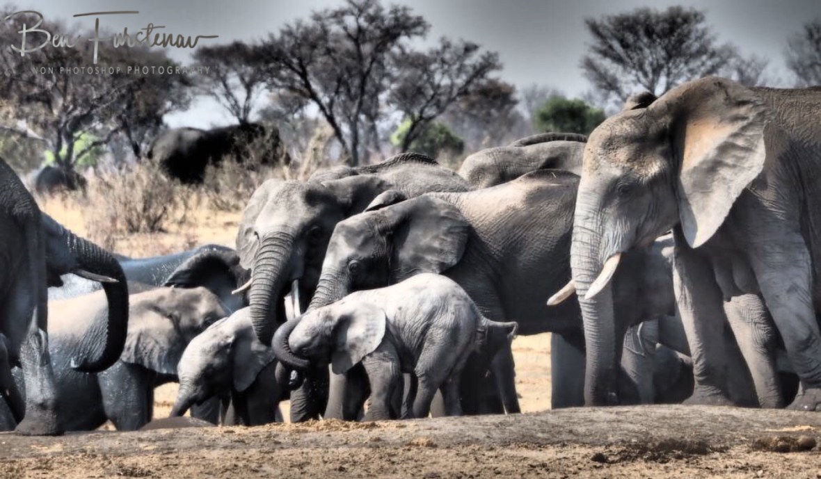 Small elephants were held back, Khaudum National Park, Namibia