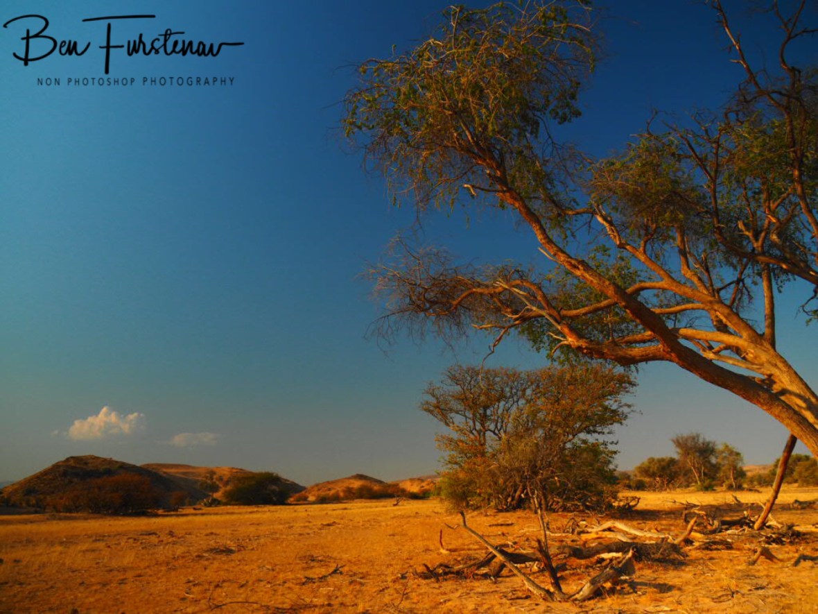 A lush and arid combination, Damaraland, Namibia