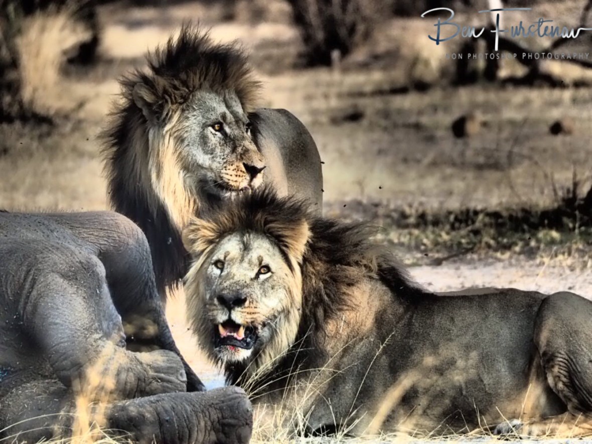 Even kings need to secure the area, Khaudum National Park, Namibia 