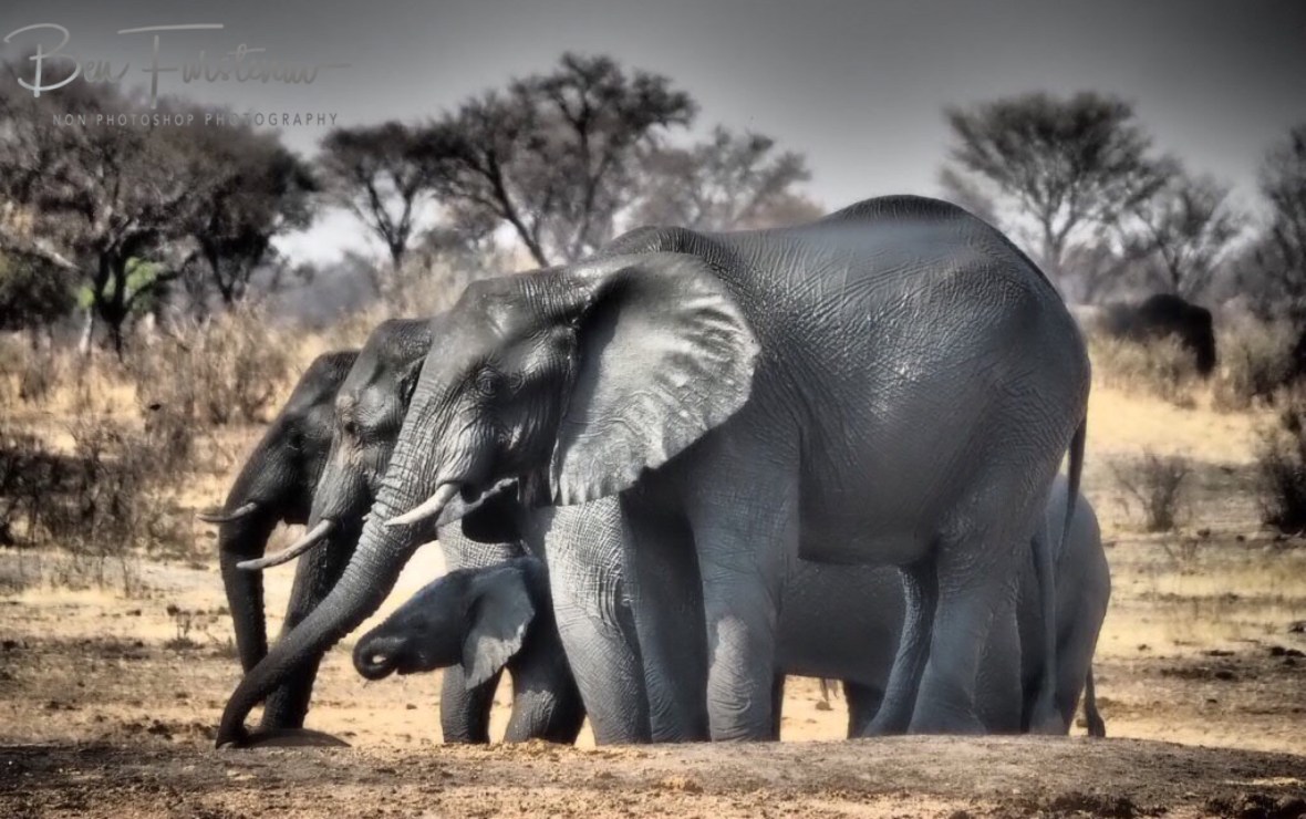The others are drinking, Khaudum National Park, Namibia