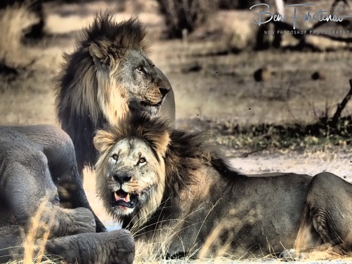 Lion brothers, Khaudum National Park, Namibia