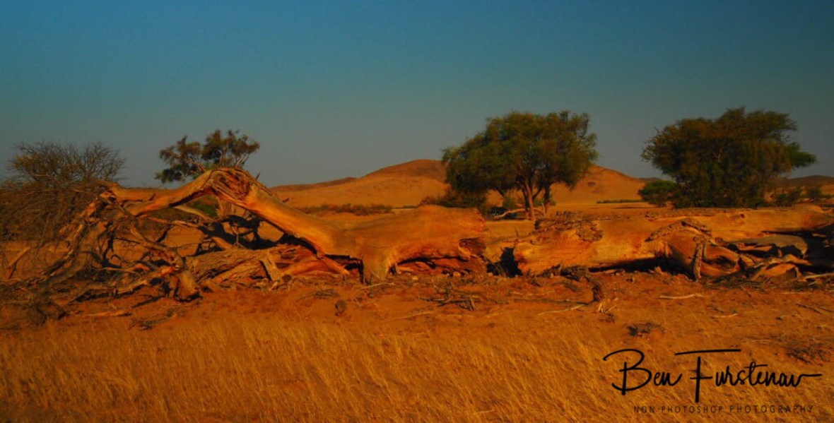 Fallen trees, Damaraland, Namibia
