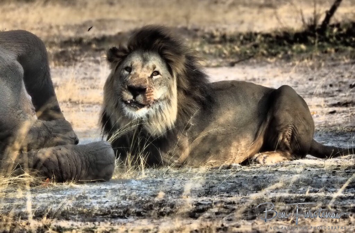 Smiling at me?, Khaudum National Park, Namibia