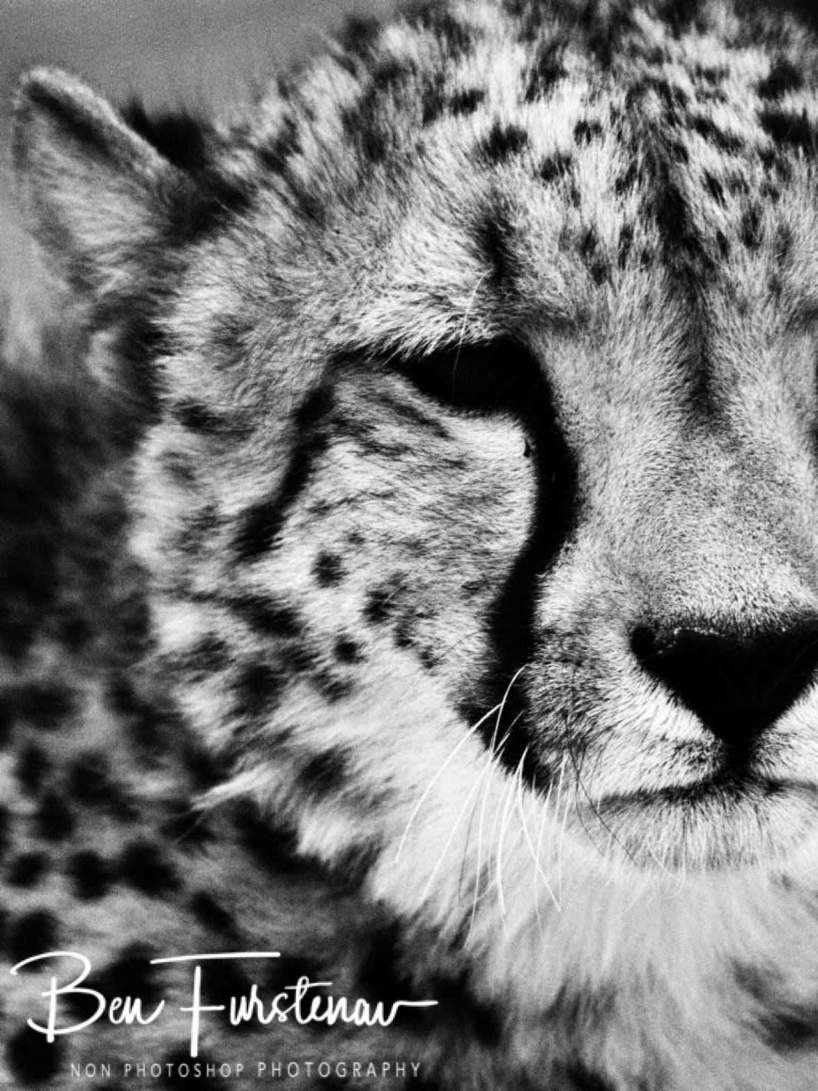 Great photo, Sophienhof, Outjo, Namibia