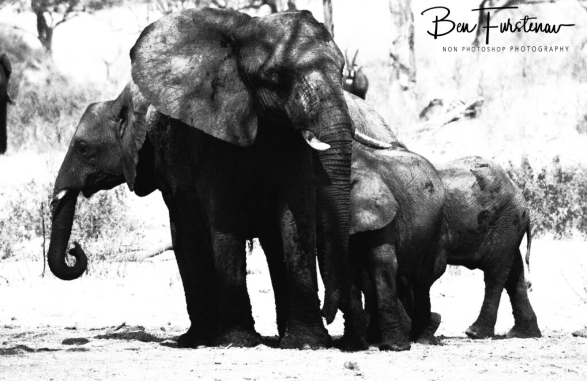 Cramped in minimal shade, Khaudum National Park, Namibia