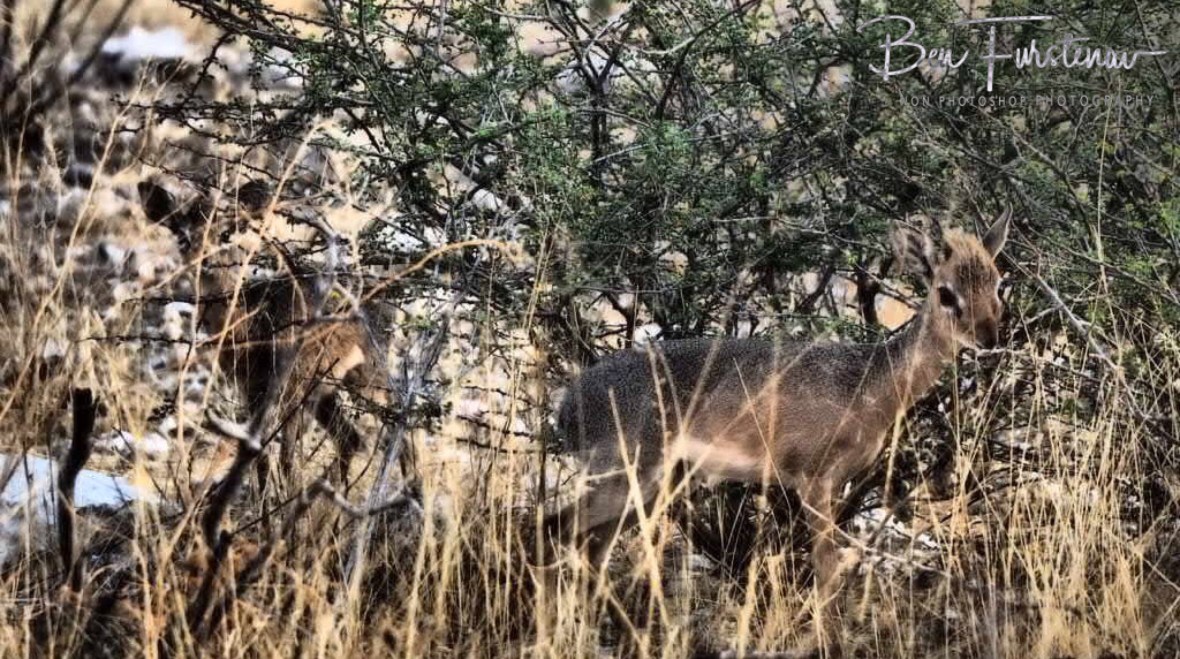 Barely as high as the grassy, Sophienhof, Outjo, Namibia