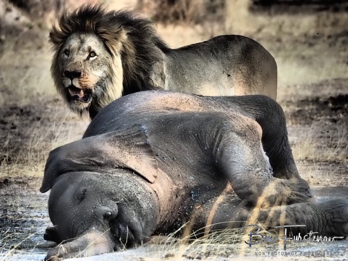 Looking for another opening in the carcass, Khaudum National Park, Namibia