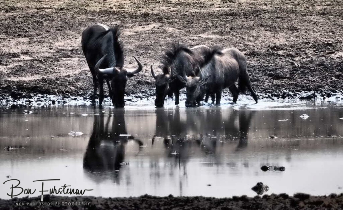 Like father, like sons, Khaudum National Park, Namibia