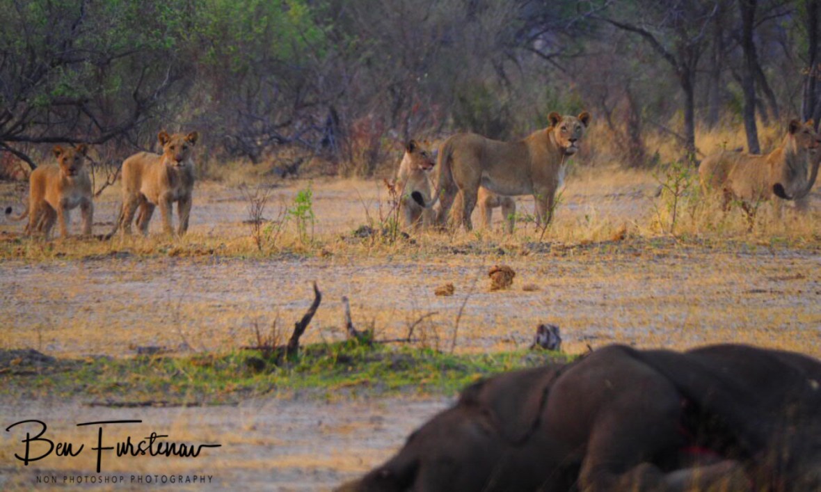 Scared lion pride, Khaudum National Park, Namibia