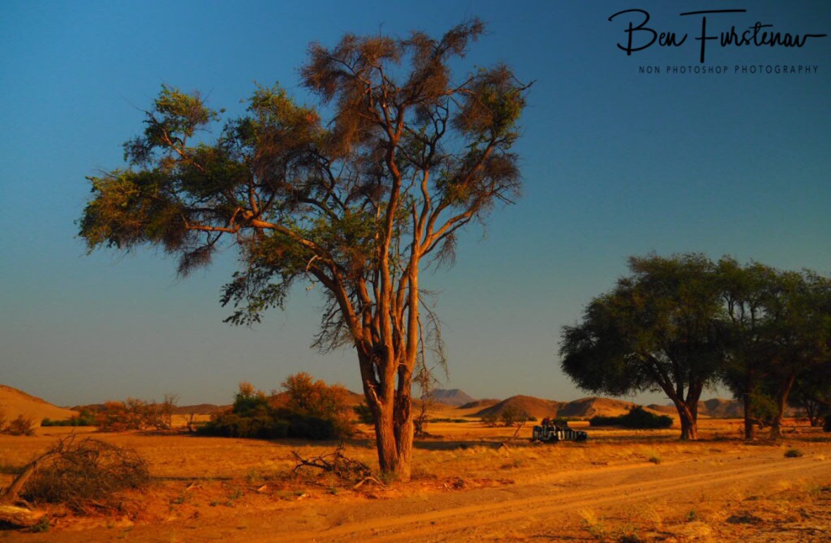 Tall tree shade, Damaraland, Namibia