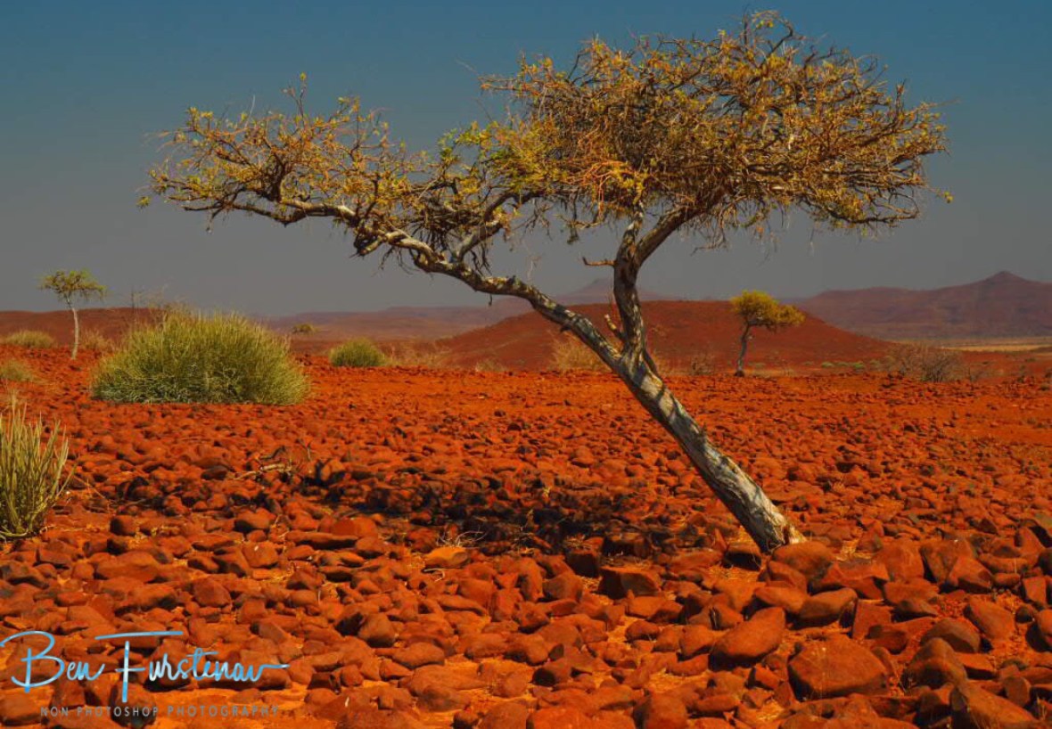 A bit of everything, Groote Berge,Kaokoveld, Namibia