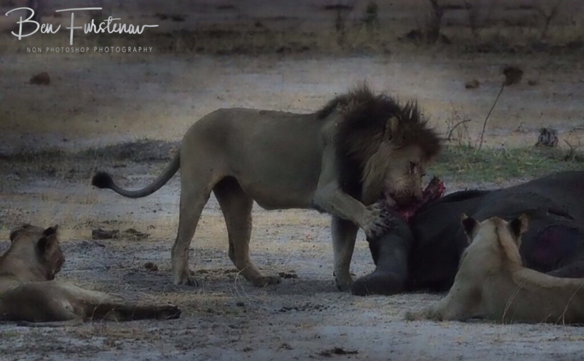 Patiently watching the king feast, Khaudum National Park, Namibia